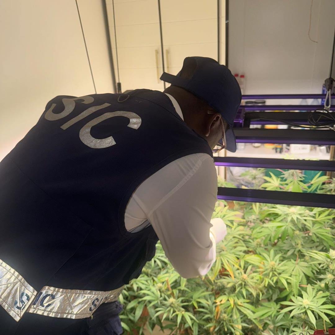 SIC desmantela estufa de drogas com cultivo tecnológico