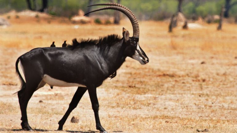 Palanca Negra Gigante à Beira da Extinção: Restam Apenas 300 Exemplares em Angola