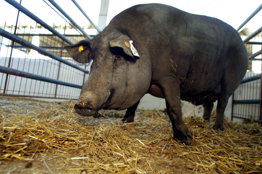 Peste suína africana leva ao abate de centenas de animais na província do Huambo